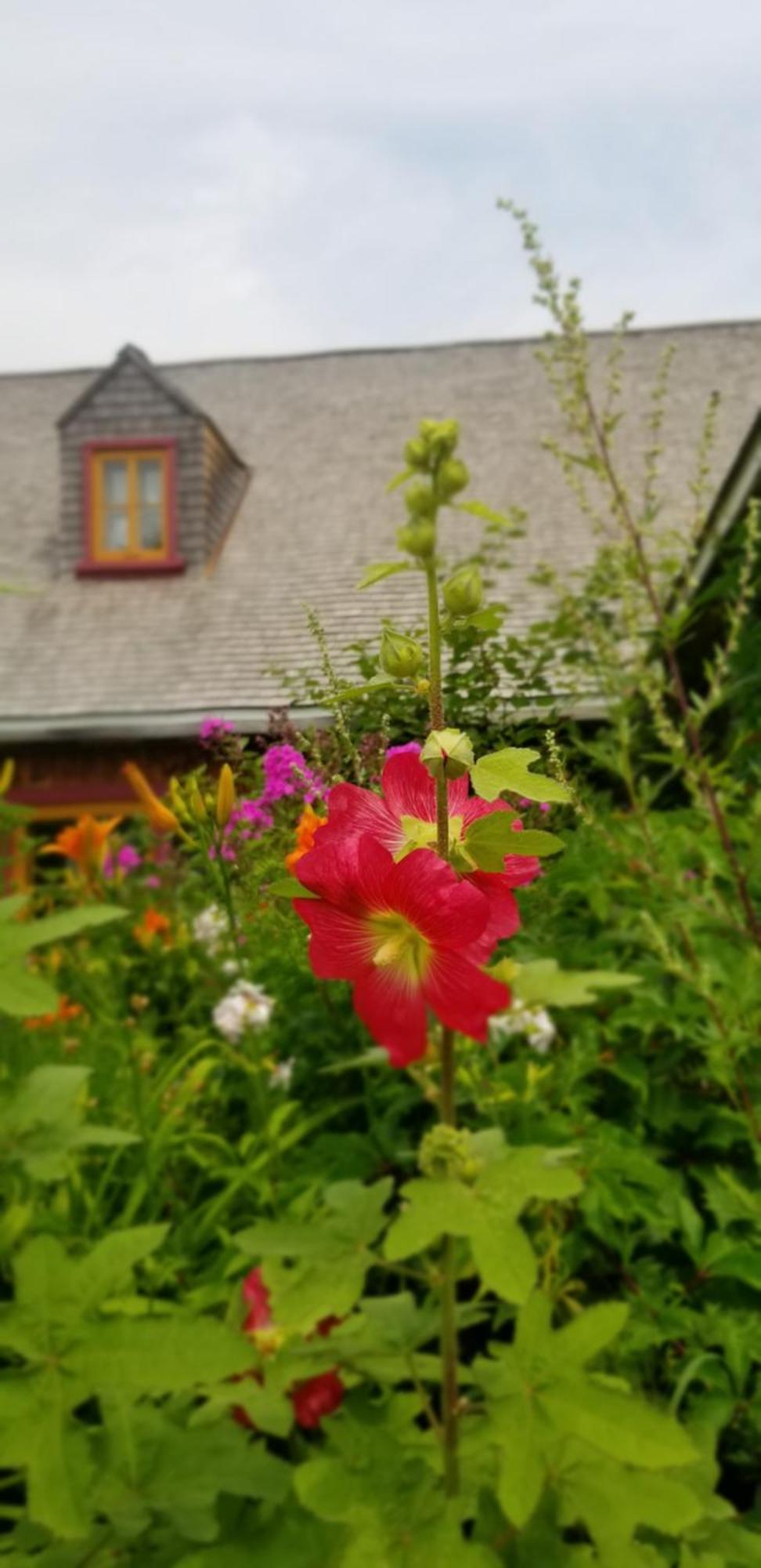 Auberge Le P'Tit Bonheur Saint-Laurent-de-l'ile d'Orleans Exteriör bild